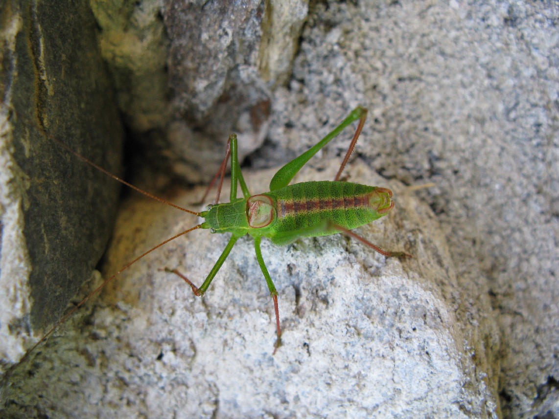 Ortotteri delle Orobie valtellinesi (Sondrio)